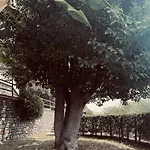 Le Anfore Villa Imperia